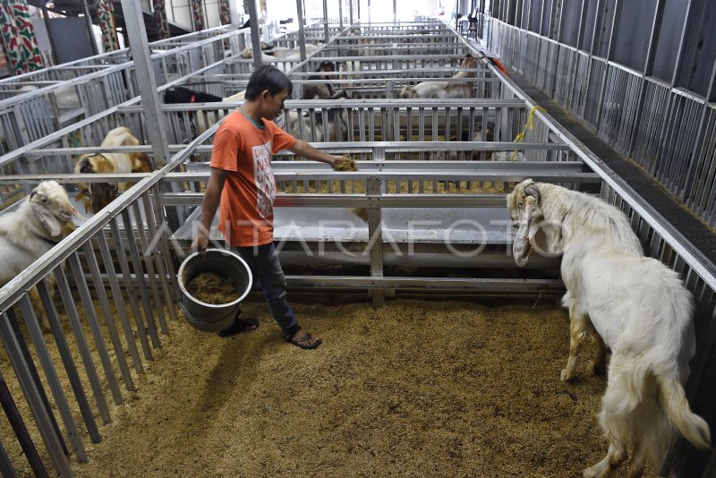 MAL KAMBING DOMBA UNTUK KURBAN ANTARA Foto