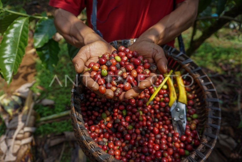 Panen Raya Kopi Di Batang Antara Foto