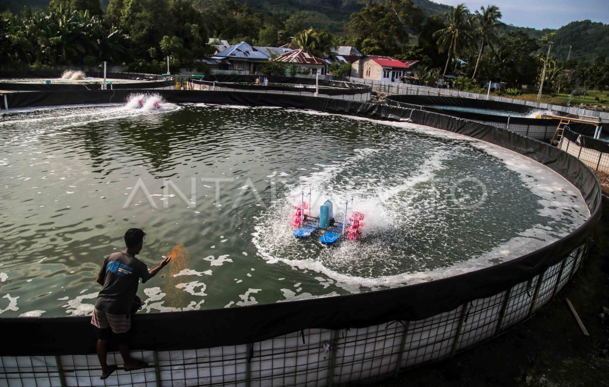 Tambak Budidaya udang vaname di Tidore Kepulauan | ANTARA Foto