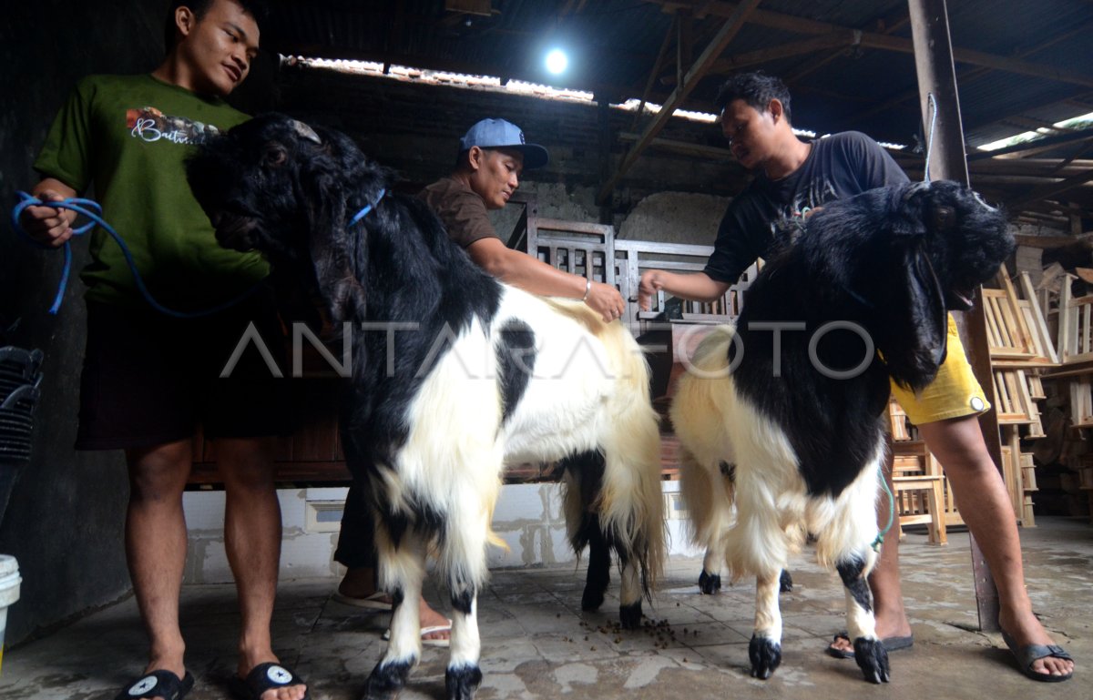 Kambing kurban berukuran besar | ANTARA Foto