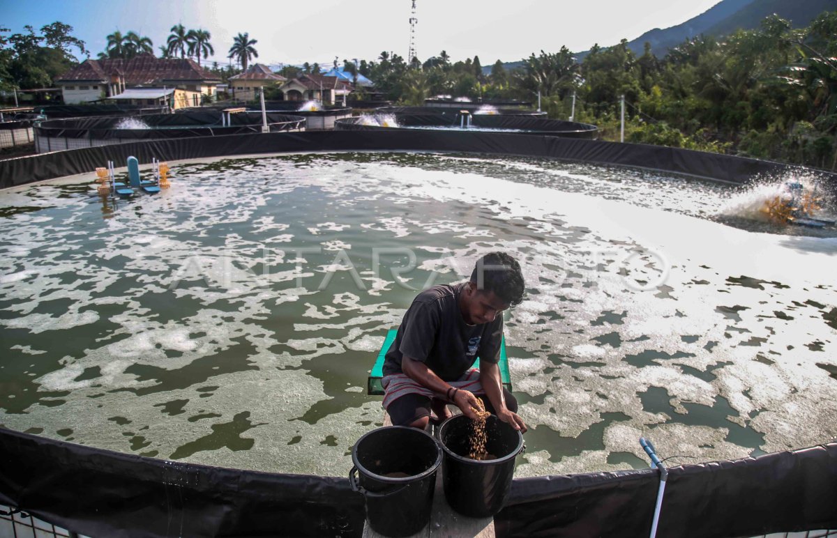 Tambak Budidaya udang vaname di Tidore Kepulauan | ANTARA Foto