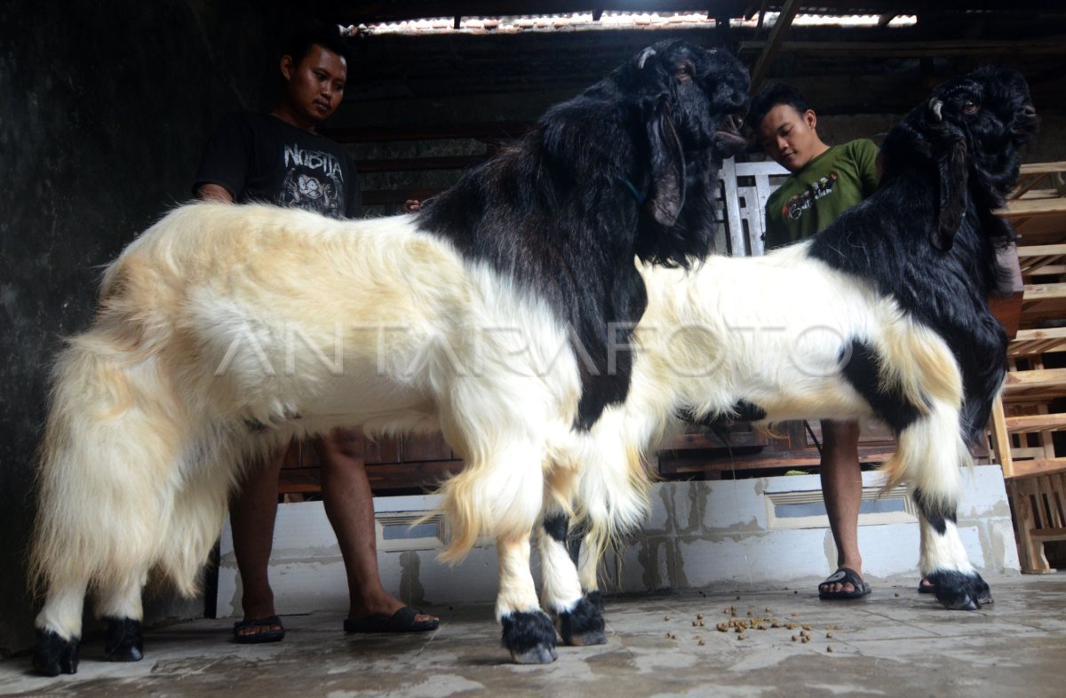 Kambing kurban berukuran besar | ANTARA Foto