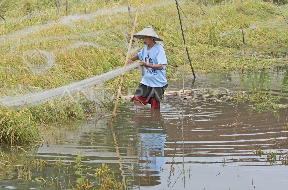 Penurunan produksi padi di NTB