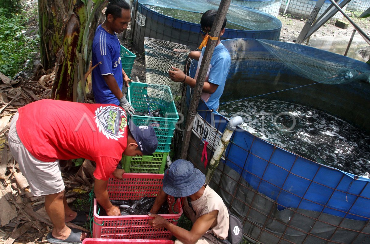 Budi daya lele sistem air mengalir di Ngawi