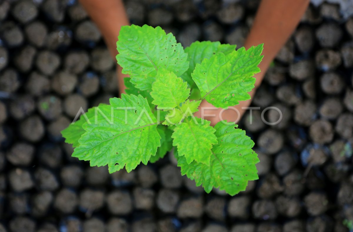 Nilam seedlings to meet farmers’ demand in Aceh