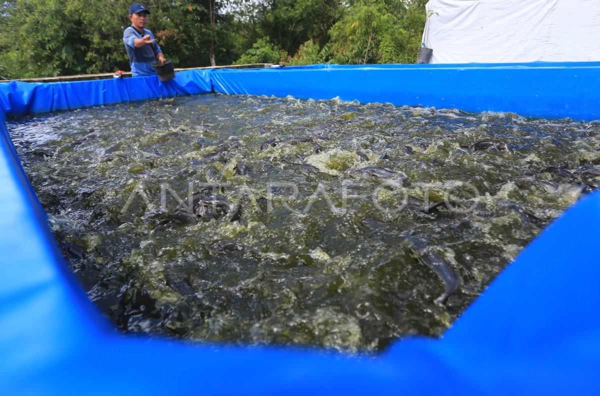 Budidaya lele sistem kolam terpal di Aceh Barat