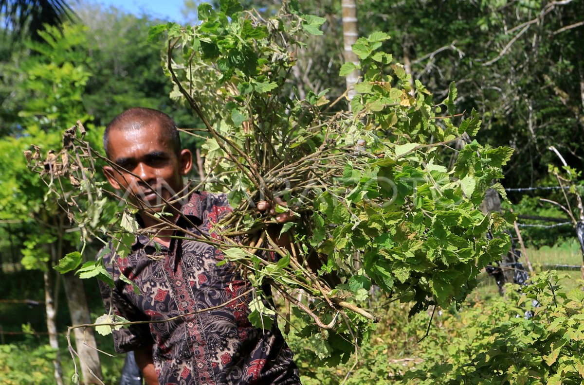 Panen nilam in West Aceh