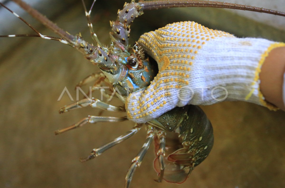 Permintaan lobster kualitas ekspor di Aceh Barat