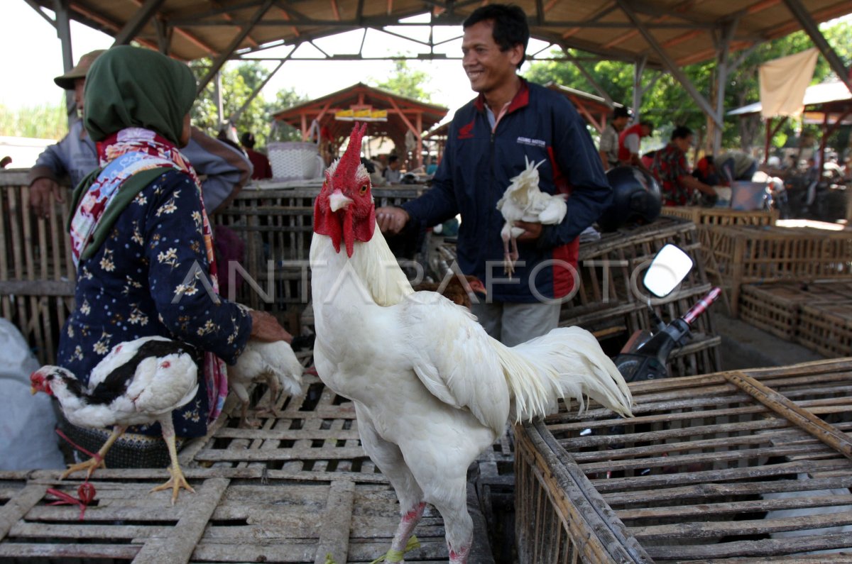VILLAGE DE POULET