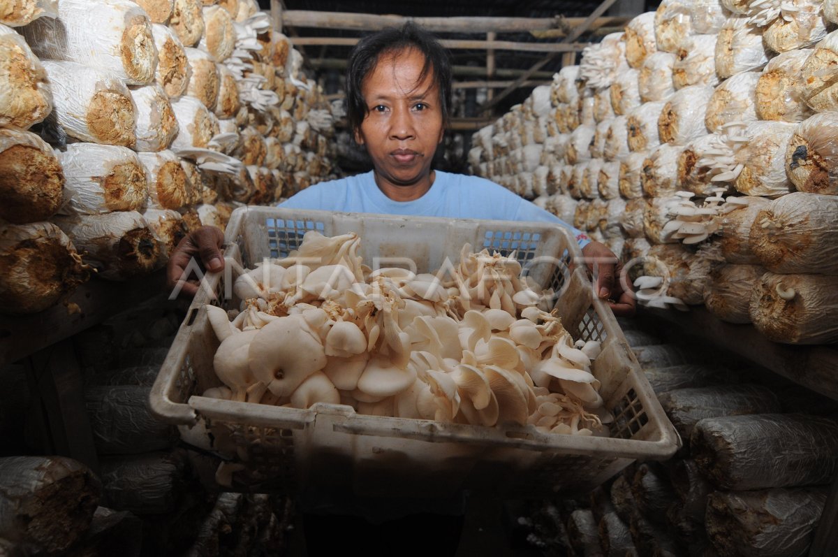 Panen Jamur