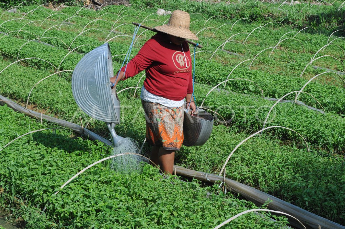 PENJUALAN BIBIT CABAI RAWIT
