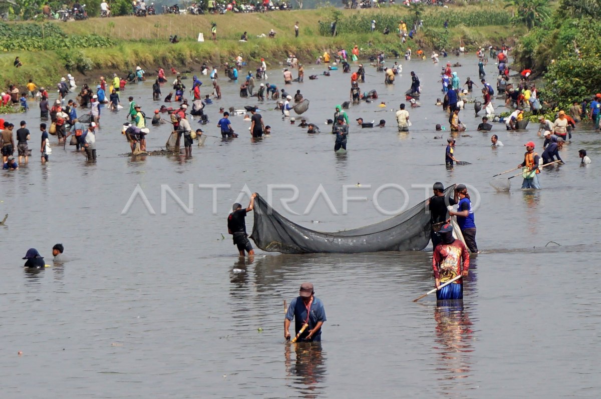 Berburu ikan pladu sungai irigasi Tulungagung