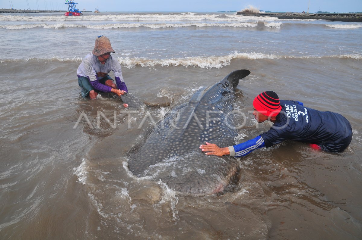 Shark tutul jaring nelayan in Jepara