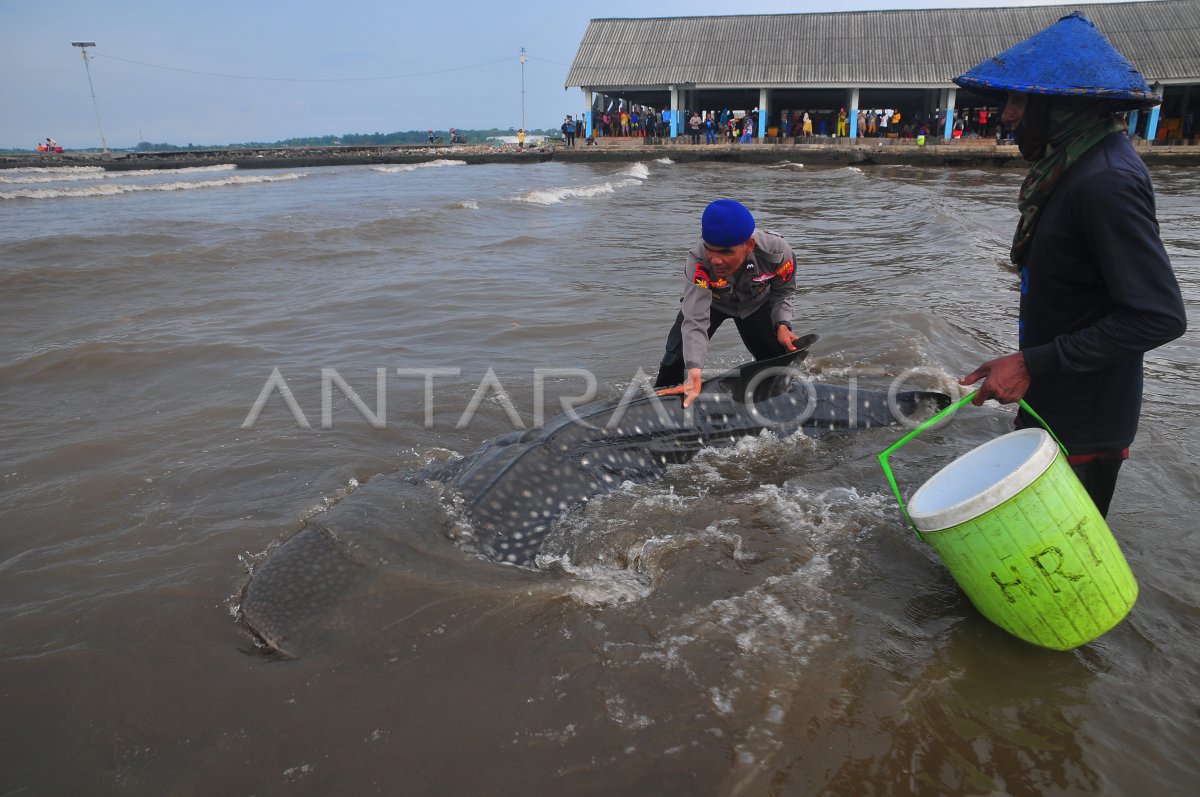 Shark tutul jaring nelayan in Jepara