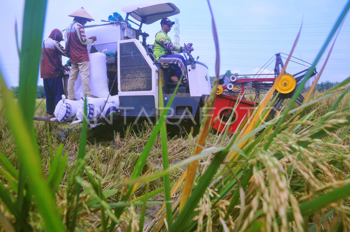 BULOG Realize the absorption of farmers’ heal