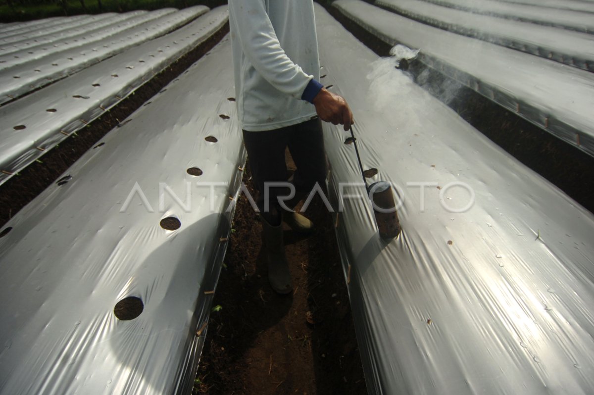 PENGGUNAAN PLASTIK MULSA