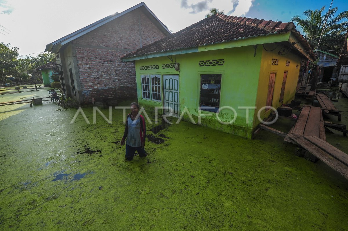 Banjir Luapan Sungai Batanghari Di Muaro Jambi | ANTARA Foto