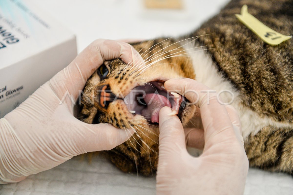 Sterilisasi kucing liar di Bandung ANTARA Foto Sterilisasi kucing liar di Bandung ANTARA Foto