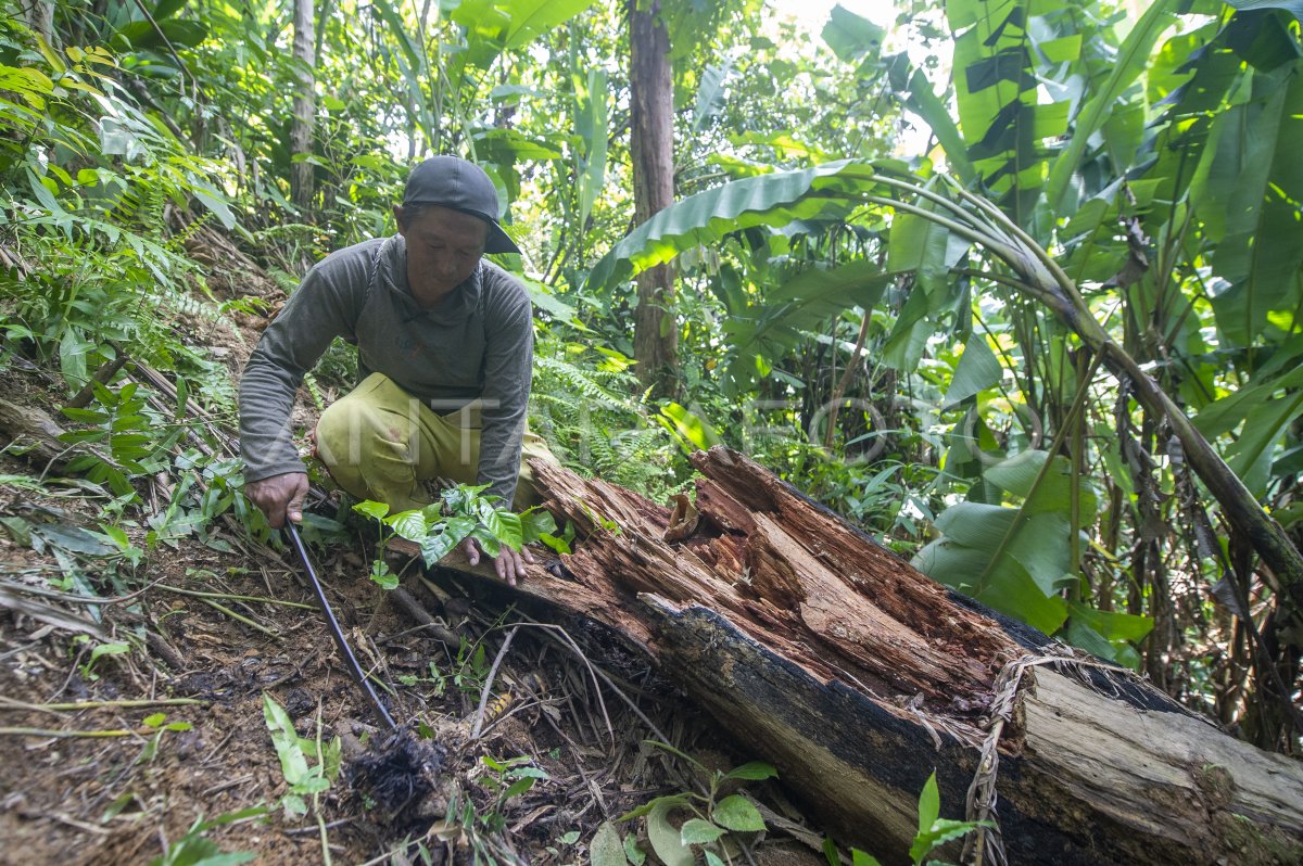 Upaya petani selamatkan lahan kritis di Jambi