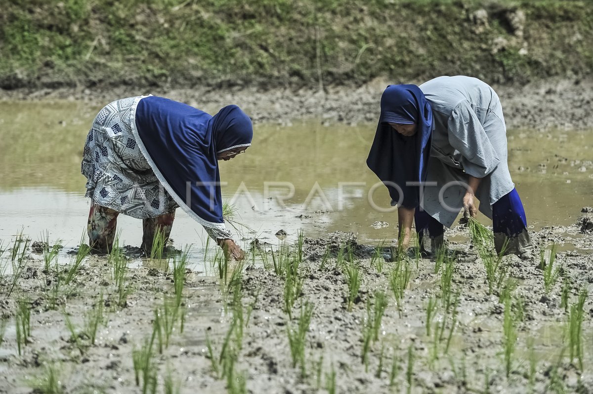 Farming movements in Jambi