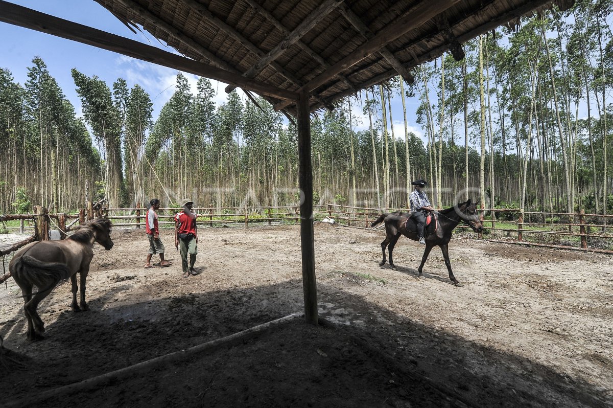 Forest Protecting area tours in Jambi
