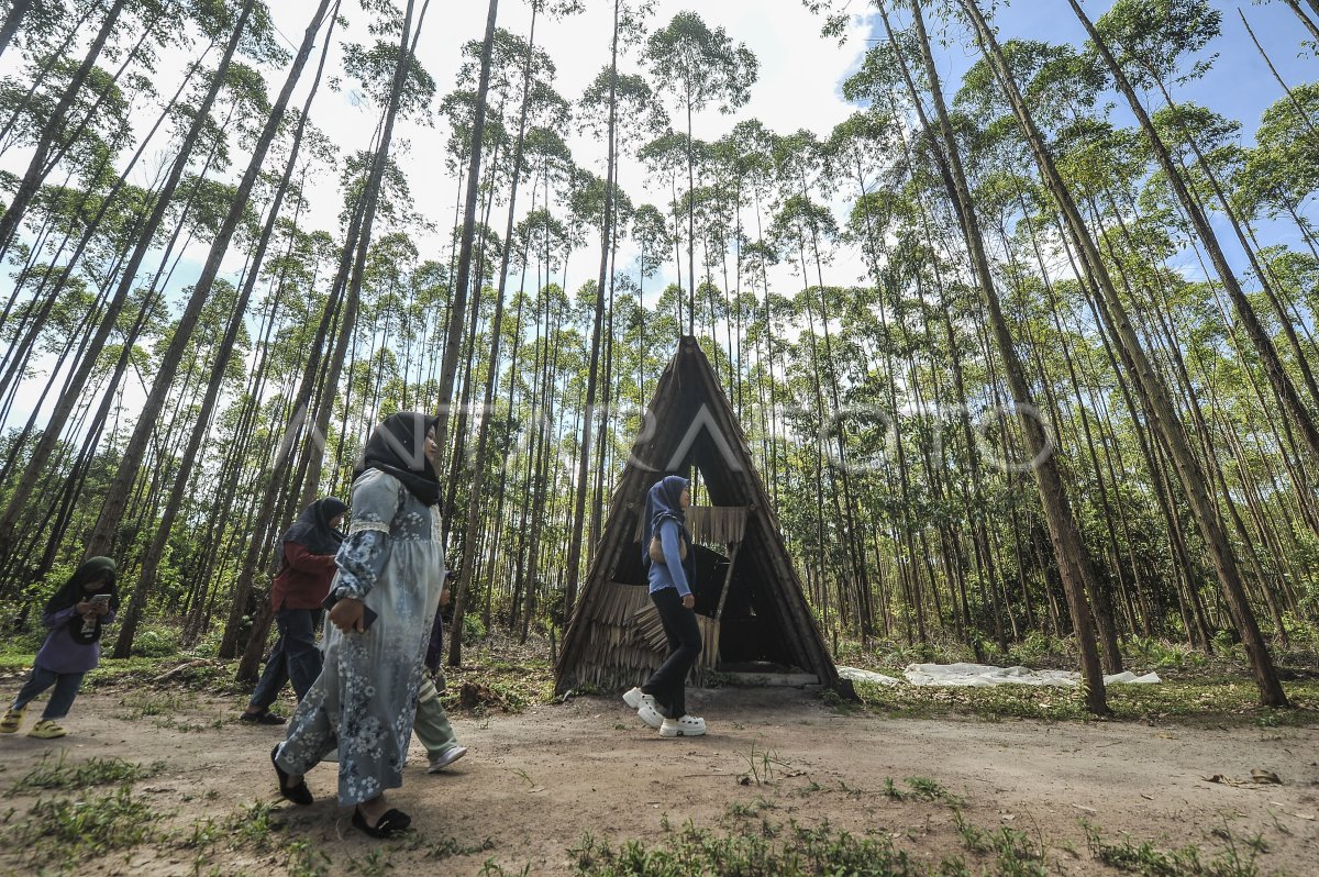 Forest Protecting area tours in Jambi