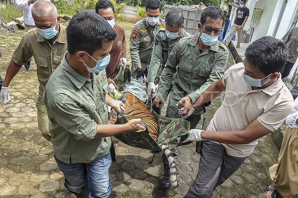 Harimau sumatra terluka jerat dapatkan tindakan medis