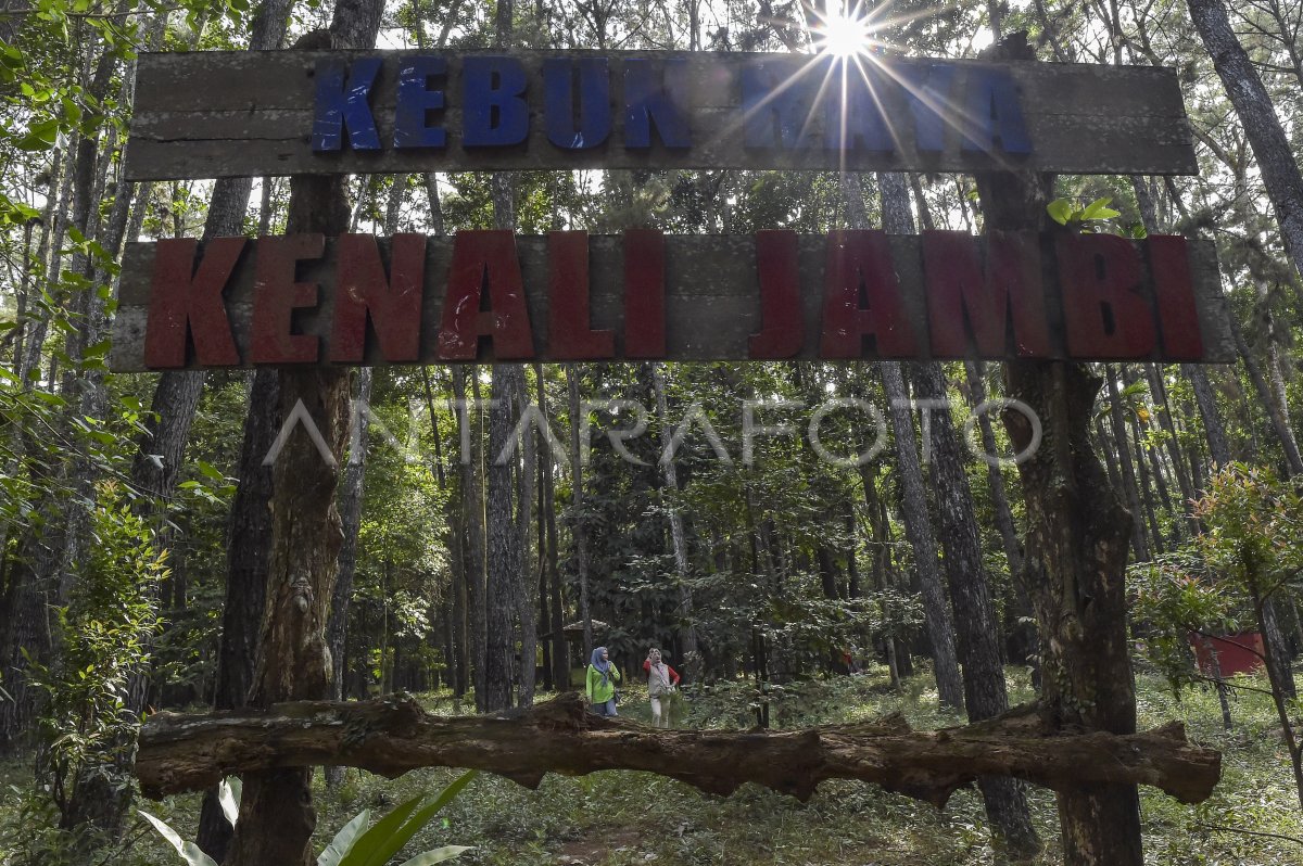 Superior educational attractions in Jambi