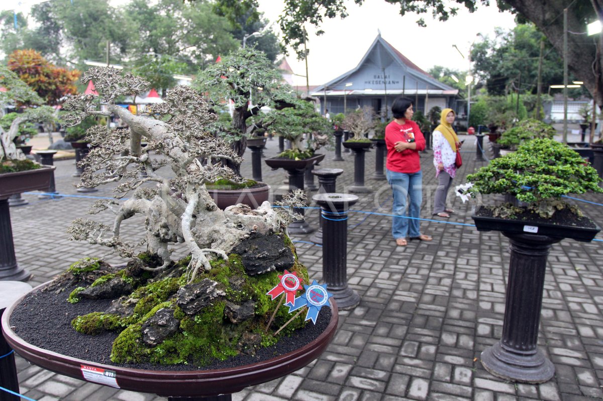 Menjelajahi Keindahan Pameran Bonsai dan Seni Pot di Asia
