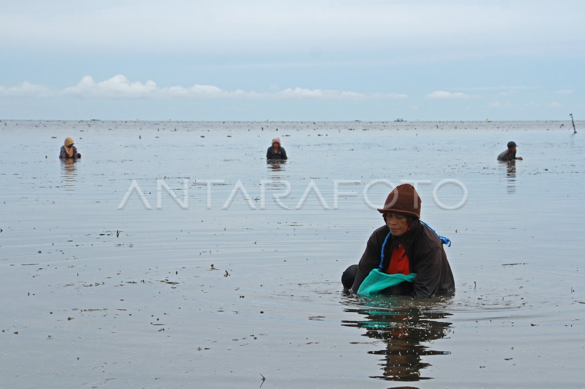 MENCARI KERANG BULU SAAT AIR LAUT SURUT