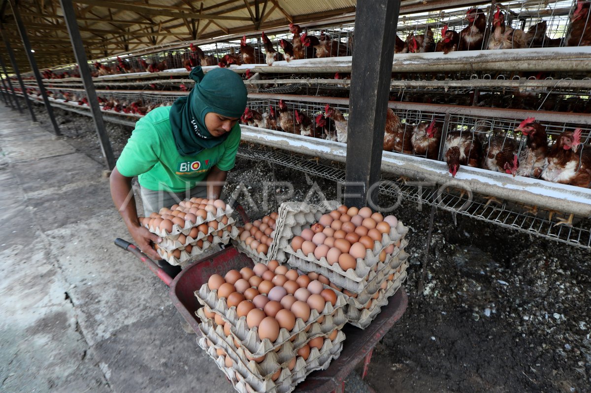 PRODUCTION AYAM RAS | ANTARA Foto