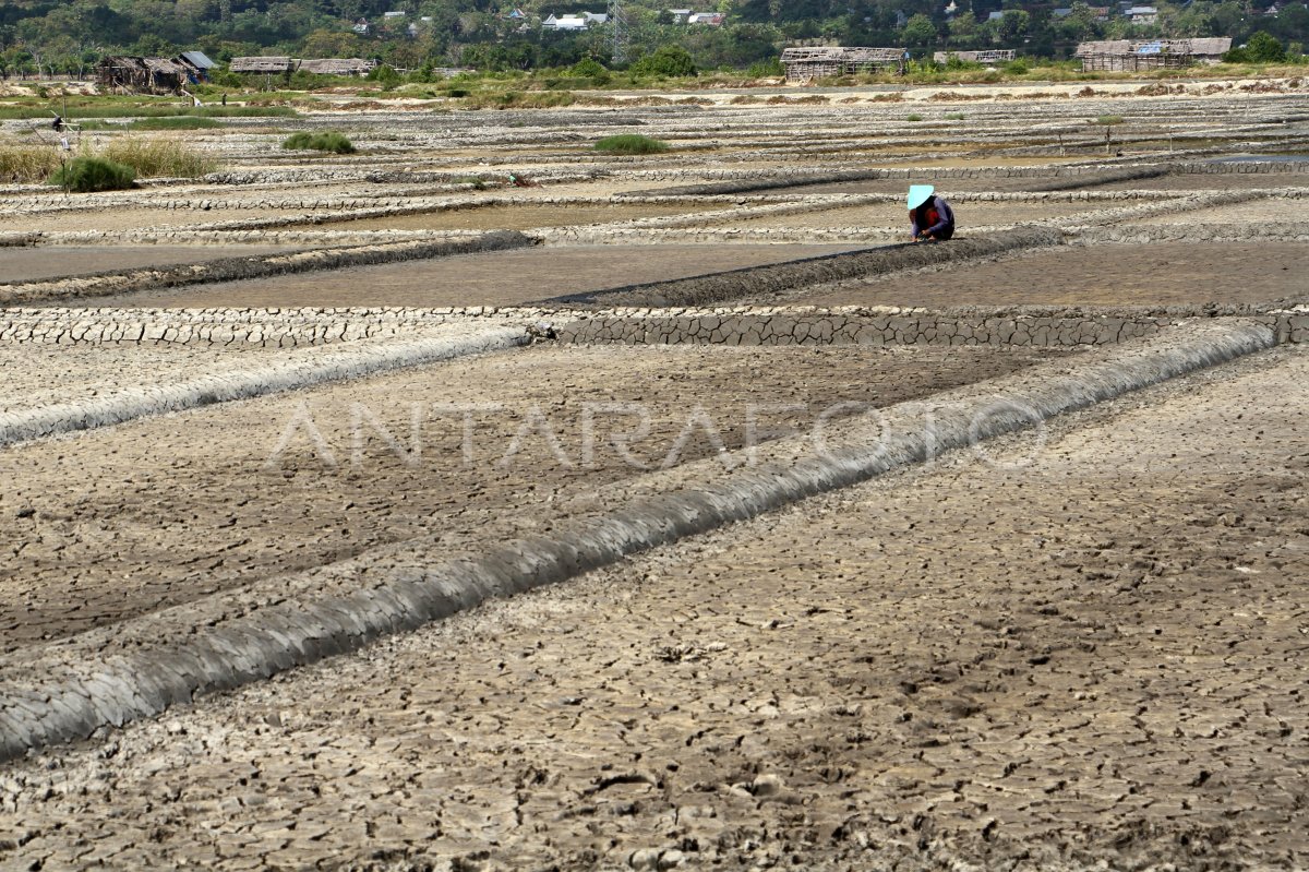 Tambak garam berproduksi kembali