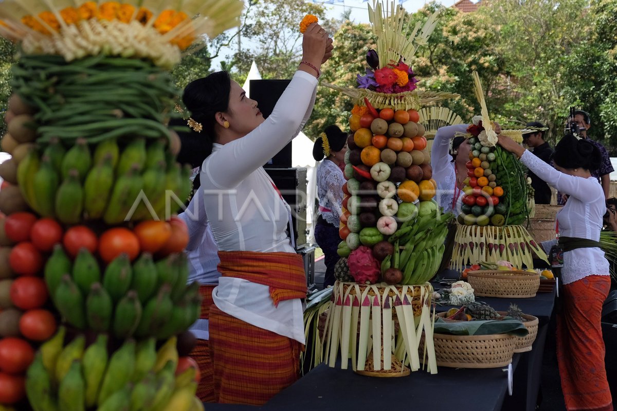 La competencia arrastre en Bali | ANTARA Foto