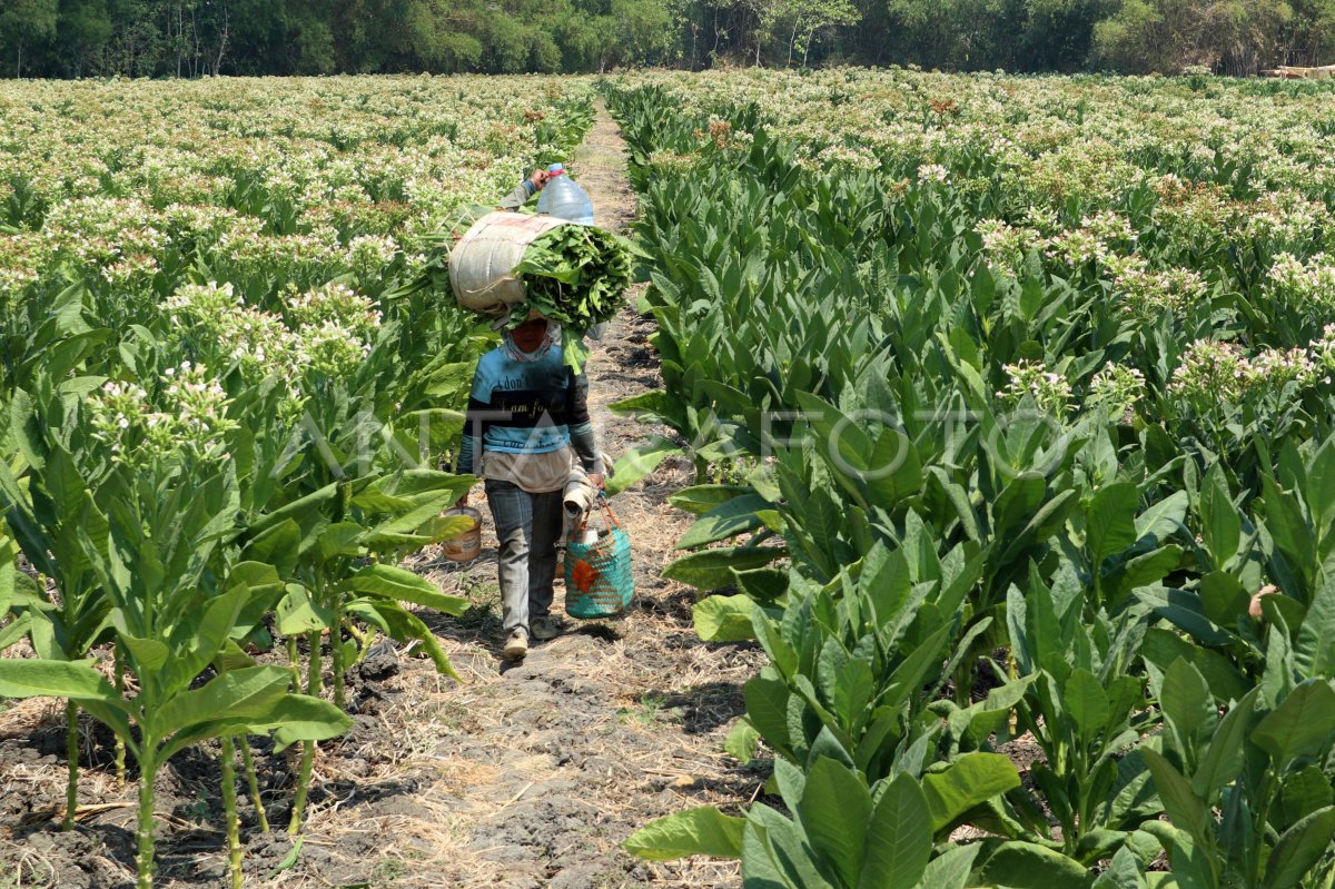 Dana Bagi Hasil Cukai Hasil Tembakau Jatim 2023 | ANTARA Foto