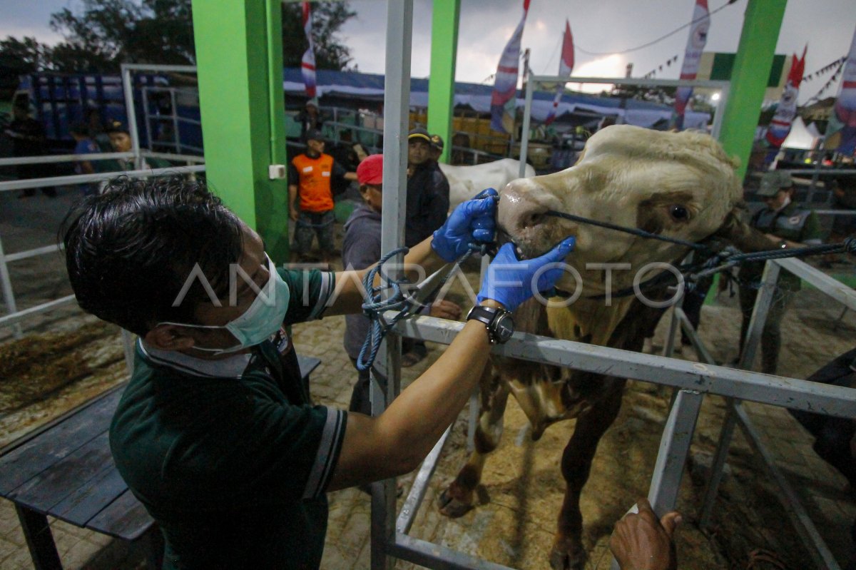 Kontes sapi ternak unggulan di Bojonegoro