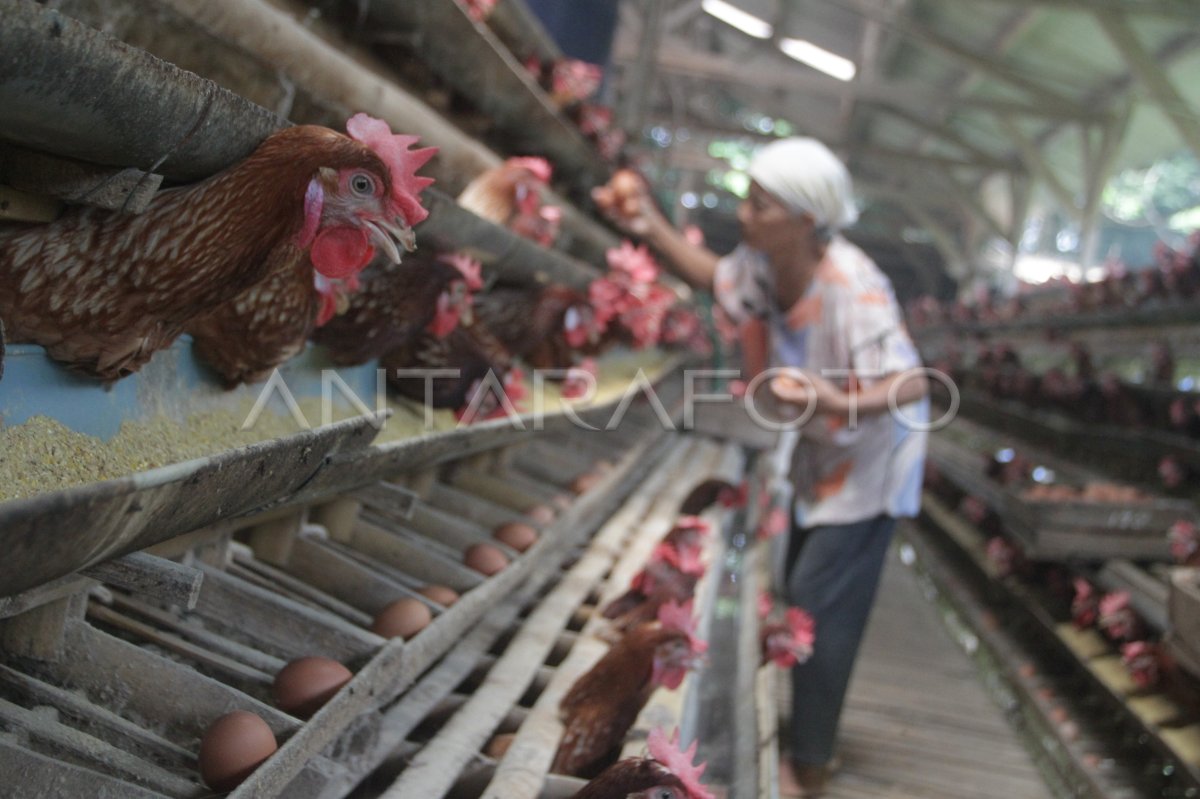 Harga telur di Malang naik