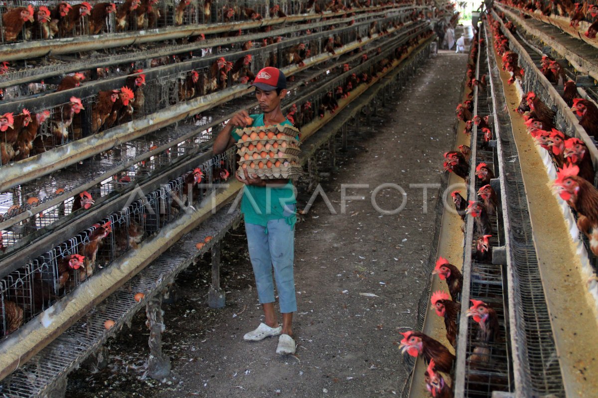 Peternak ayam terdampak harga pakan naik