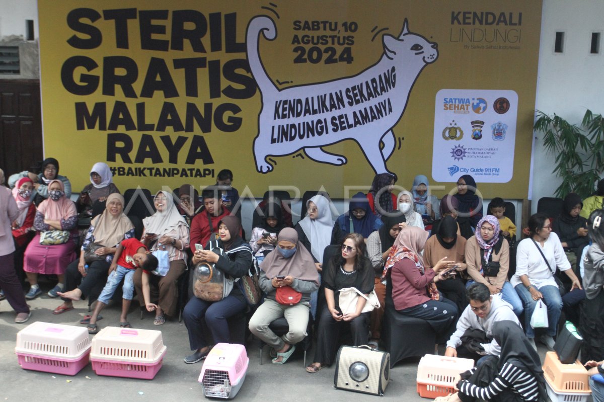 Pengendalian populasi kucing melalui program steril gratis ANTARA Foto Pengendalian populasi kucing melalui program steril gratis ANTARA Foto