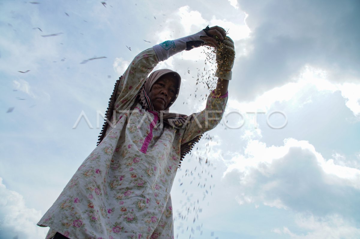 Target increase production of Jatim rice 2025