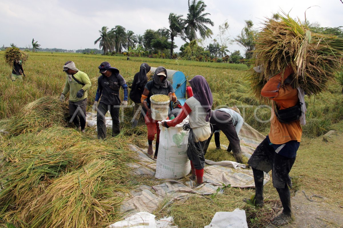 Target produksi padi nasional 2025