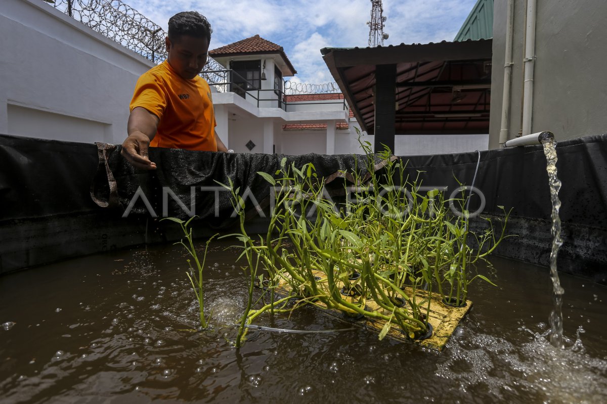 Budi daya sayur dan ikan di Rutan Kelas IIB Serang