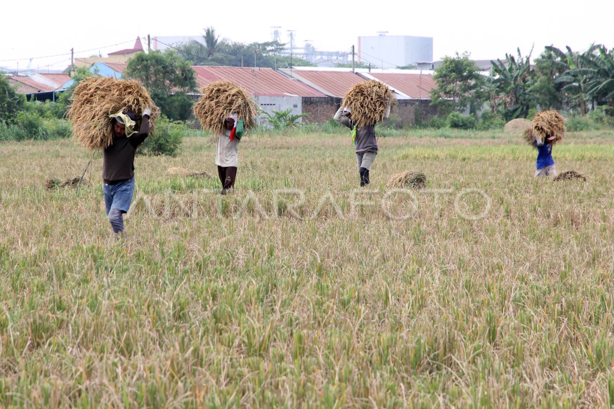 The volume of rice farmers in Sumut
