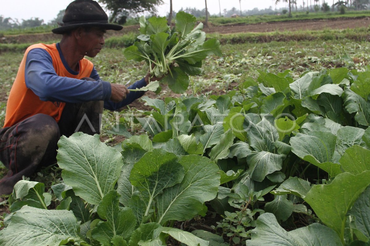 Vegetable prices increase due to many farmland failed pane