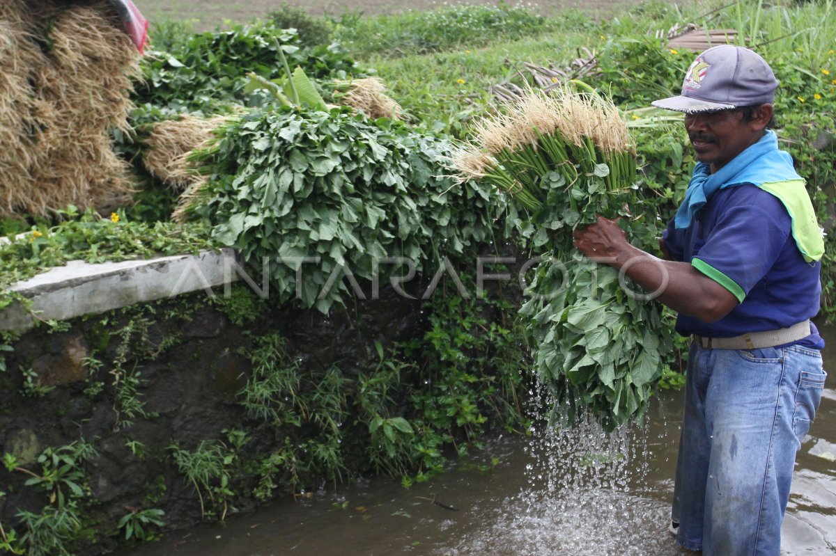 Vegetable prices increase due to many lands per