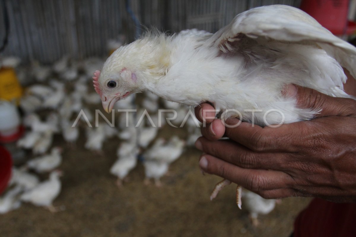 The remaining chicken breeder of DOC in Malang