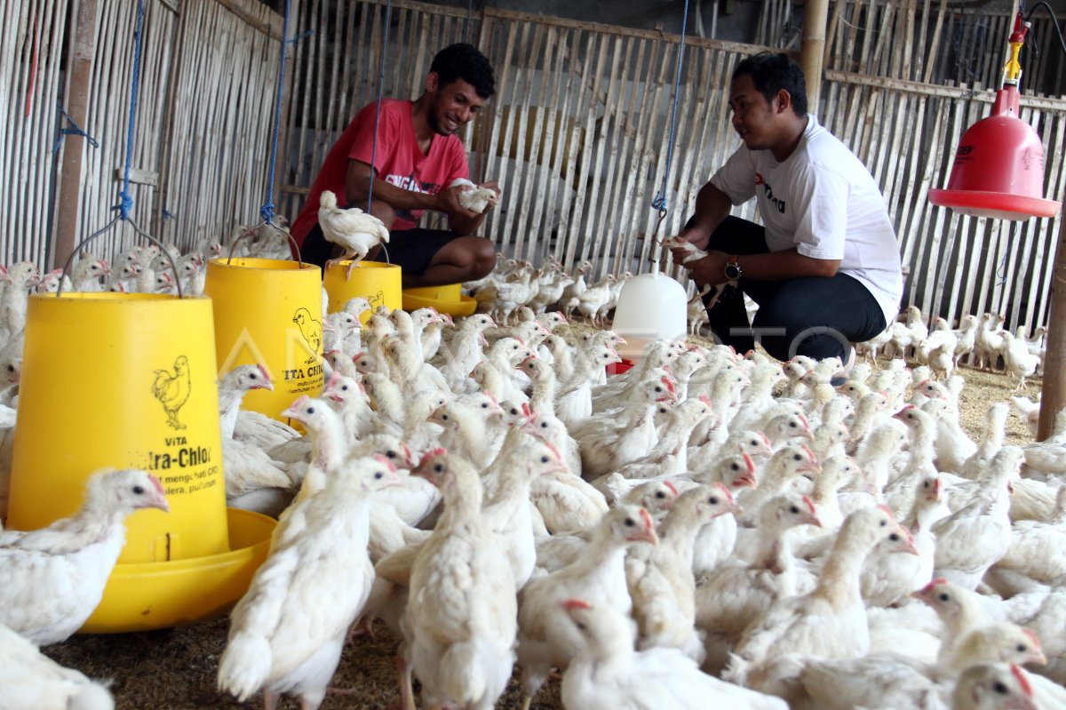 The remaining chicken breeder of DOC in Malang