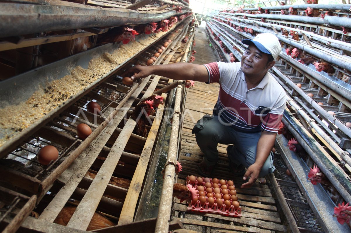Production projection of breed chicken egg 2025