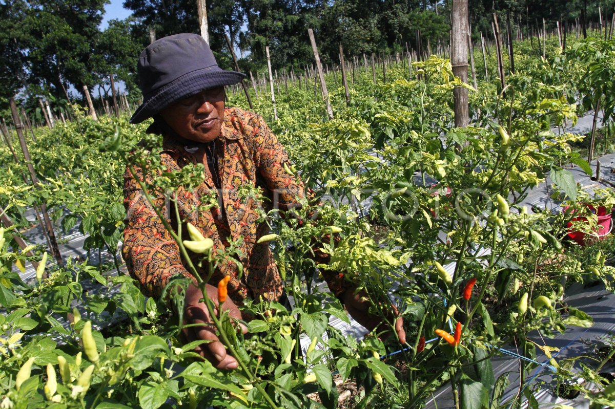 Upaya pengendalian harga cabai rawit