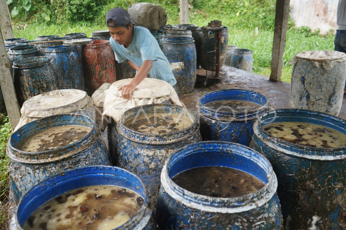 Produksi getah pinus Perhutani