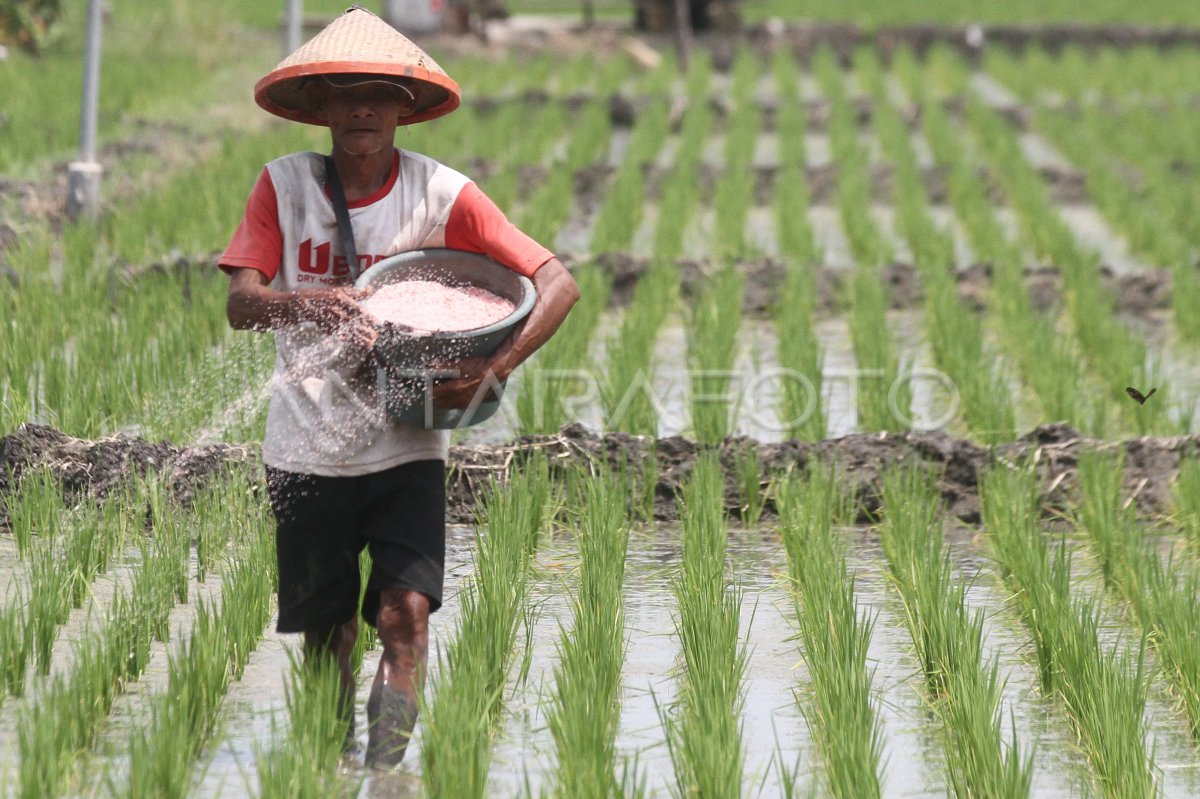 Subsidiary Jatim fertilizer allocation